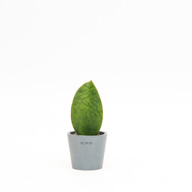 Whale Fin Sansevieria (XS) in Nursery Pot