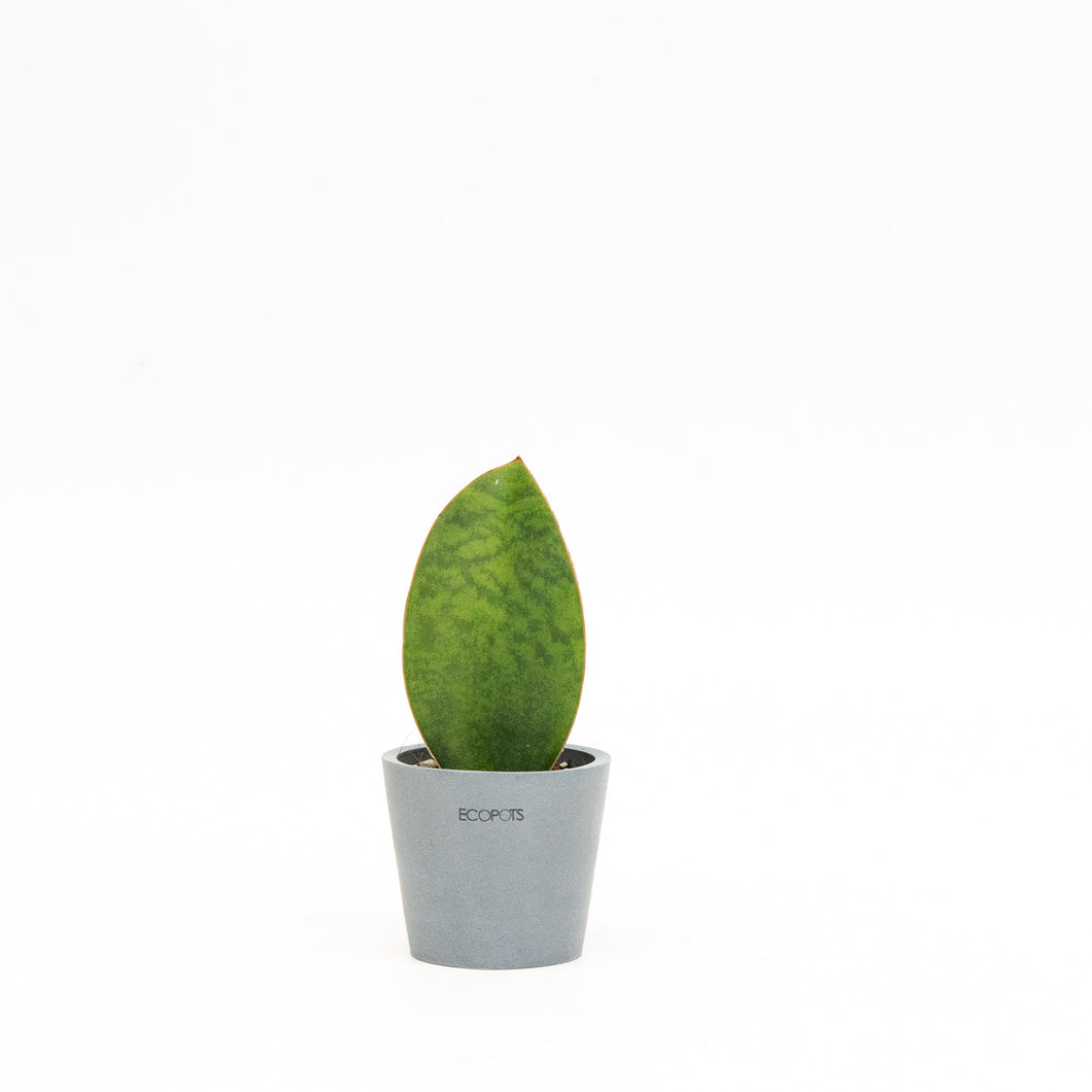 Whale Fin Sansevieria (XS) in Nursery Pot