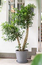 Load image into Gallery viewer, Ficus Benjamina (L) in Ecopots