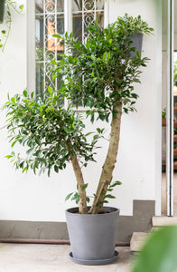 Ficus Benjamina (L) in Ecopots