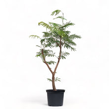 Load image into Gallery viewer, Everfresh Tree (M) in Nursery Pot