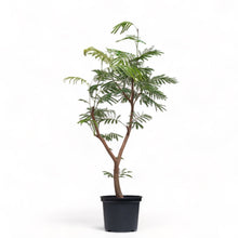 将图片加载到图库查看器，Everfresh Tree (L) in Nursery Pot