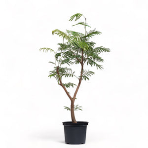 Everfresh Tree (L) in Nursery Pot