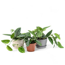 将图片加载到图库查看器，Monstera Peru (S) in Ecopots