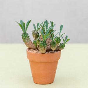 Euphorbia 'Cocklebur' (S) in Ecopots