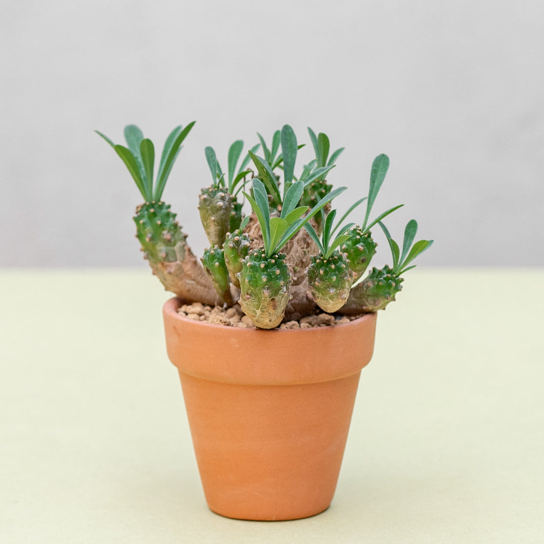 Euphorbia 'Cocklebur' (S) in Ecopots