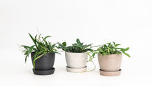 Load image into Gallery viewer, Hoya rotundifolia in Nursery Pot