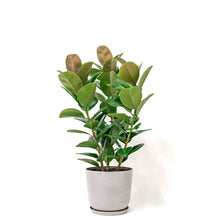 将图片加载到图库查看器，3in1 Ficus Sofia (L) in Nursery Pot