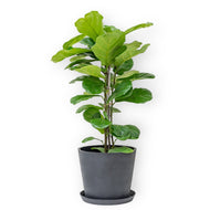 3in1 Fiddle Leaf Fig Tree (M2) in Nursery Pot