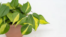 将图片加载到图库查看器，Philodendron Brasil (S) in Ecopots