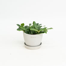 Load image into Gallery viewer, Hoya rotundifolia in Nursery Pot