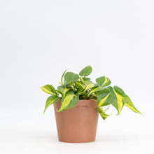 Load image into Gallery viewer, Philodendron Brasil (S) in Ecopots