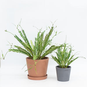 Kenzoi Fern (M) in Nursery Pot