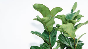 3in1 Fiddle Leaf Fig 'Bambino' (M) in Nursery Pot