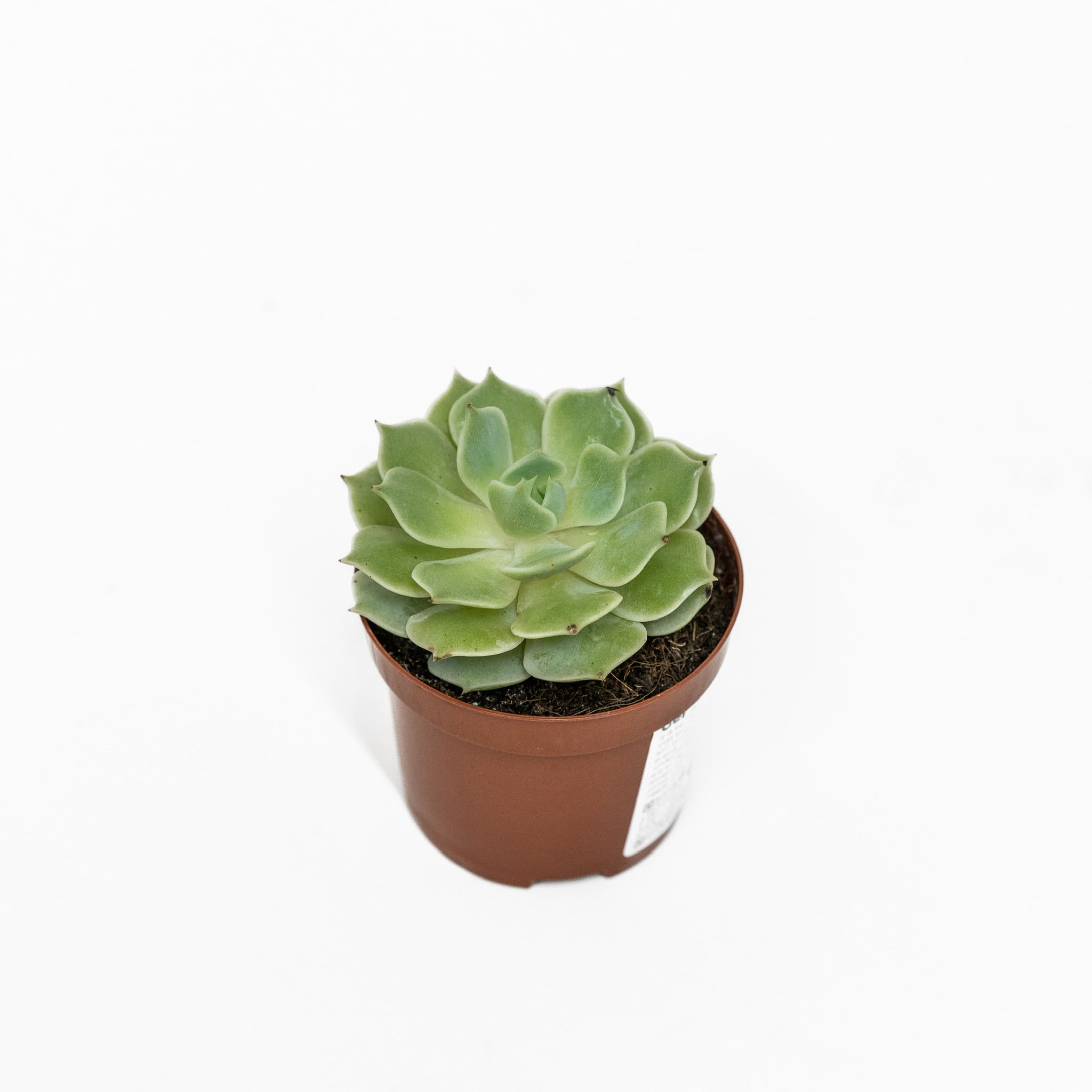 succulents for sale philippines Succulent (S) – Shopleaf Plant Studio