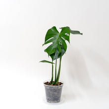 Load image into Gallery viewer, Monstera deliciosa (S) in Clear Pot