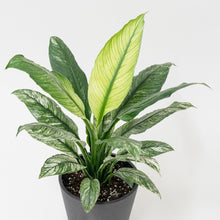Load image into Gallery viewer, Variegated Sensation Plant (M) in Ecopots