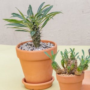 Pachypodium lamerei in Ecopots