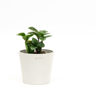 Zenzi ZZ (XS) in Ecopots