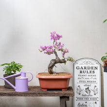 Load image into Gallery viewer, Bonsai Bougainvillea