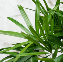 将图片加载到图库查看器，Rhapis (L) in Nursery Pot