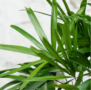 Rhapis (L) in Nursery Pot