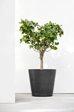 Load image into Gallery viewer, Ecopots Amsterdam 80 with Wheels