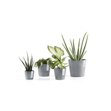 Load image into Gallery viewer, Jade Plant (M) in Ecopots