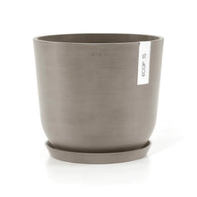 将图片加载到图库查看器，2in1 Burgundy Rubber Tree (M)