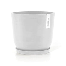 将图片加载到图库查看器，2in1 Burgundy Rubber Tree (M)