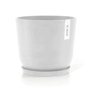 2in1 Burgundy Rubber Tree (M)