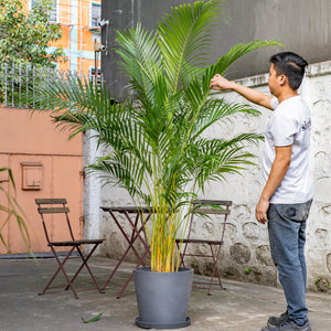 Butterfly Palm (L) in Nursery Pot