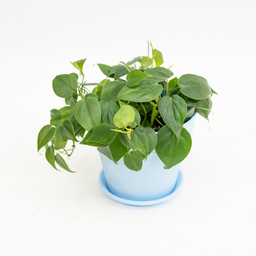 heartleaf philodendron colors Heartleaf Philodendron (M) in Shopleaf Color Pot – Shopleaf Plant Studio