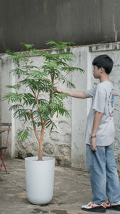 Everfresh Tree (L) in Ecopots