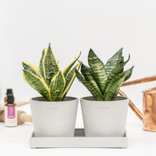 将图片加载到图库查看器，Dwarf Sansevieria Duo in Ecopots