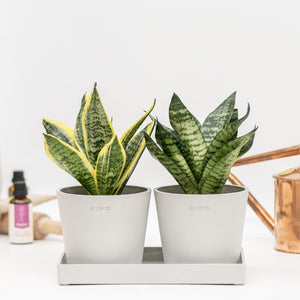 Dwarf Sansevieria Duo in Ecopots