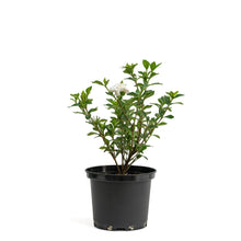 将图片加载到图库查看器，Gardenia (S) in Nursery Pot
