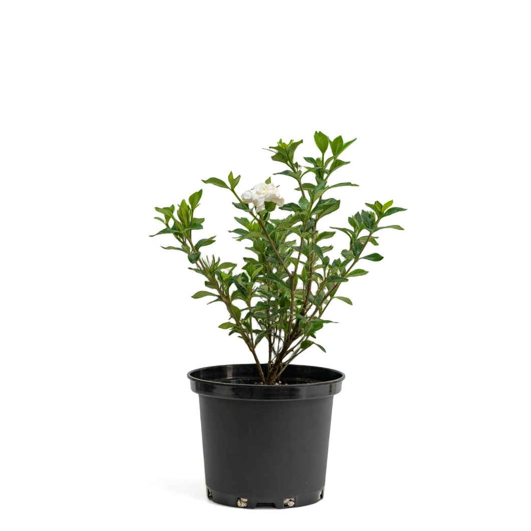 Gardenia (S) in Nursery Pot