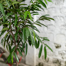 将图片加载到图库查看器，Ficus Alii (L) in Ecopots