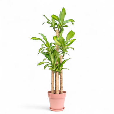 Fortune Plant (L) in Shopleaf Color Pot