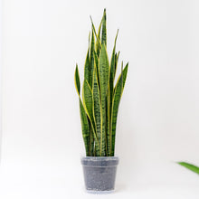 Load image into Gallery viewer, Yellow Snake Plant (L) in Clear Pot