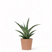 Load image into Gallery viewer, Sansevieria Crocodile Rock (M) in Ecopots