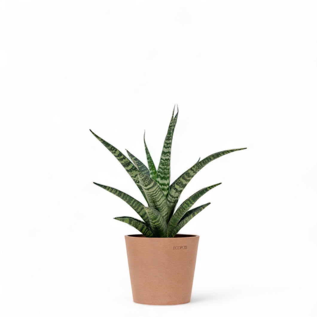 snake plant with rocks Sansevieria Crocodile Rock (M) in Ecopots – Shopleaf Plant Studio