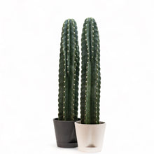 Load image into Gallery viewer, Peruvian Cactus (M) in Nursery Pot