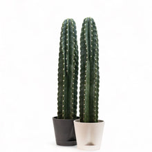 Load image into Gallery viewer, Peruvian Cactus (M) in Ecopots
