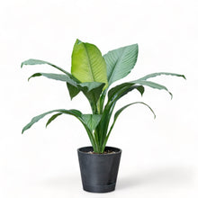 Load image into Gallery viewer, Sensation Plant (M) in Ecopots