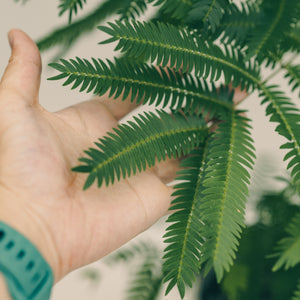 Everfresh Tree (M1) in Nursery Pot