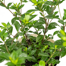 Load image into Gallery viewer, Gardenia in Shopleaf Color Pot