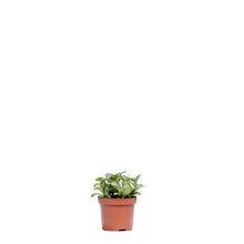 Load image into Gallery viewer, Fittonia White Anne (S) in Nursery Pot