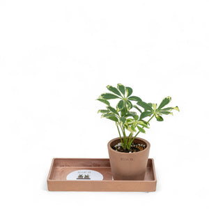 Schefflera (XS) in Ecopots